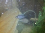 Sherah's Cichlids