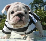 BULLDOG