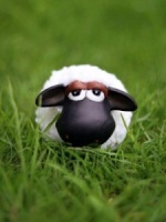 sheep