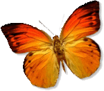 Butterfly78