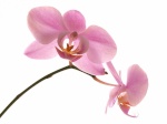 Orchidee