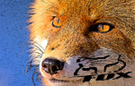 FoxRC