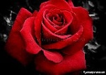 red rose