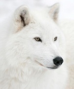 White Wolf