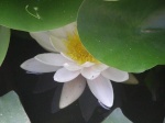 Water Lily