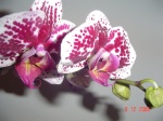 phal