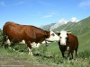 Vaches Abonda10