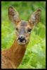 Biches/Chevreuils/Cerfs Biche_10