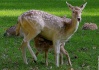 Biches/Chevreuils/Cerfs Biche_11