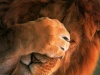 Lions Lions011