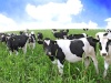 Vaches Vaches10