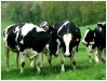 Vaches Vaches11