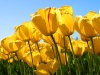 Einfach coole Bilder Tulips10