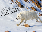 Balto