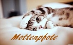 Mottenpfote