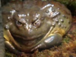 Ogre Frog