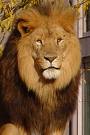 The_Lion