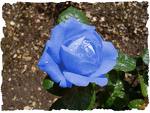 bluerose