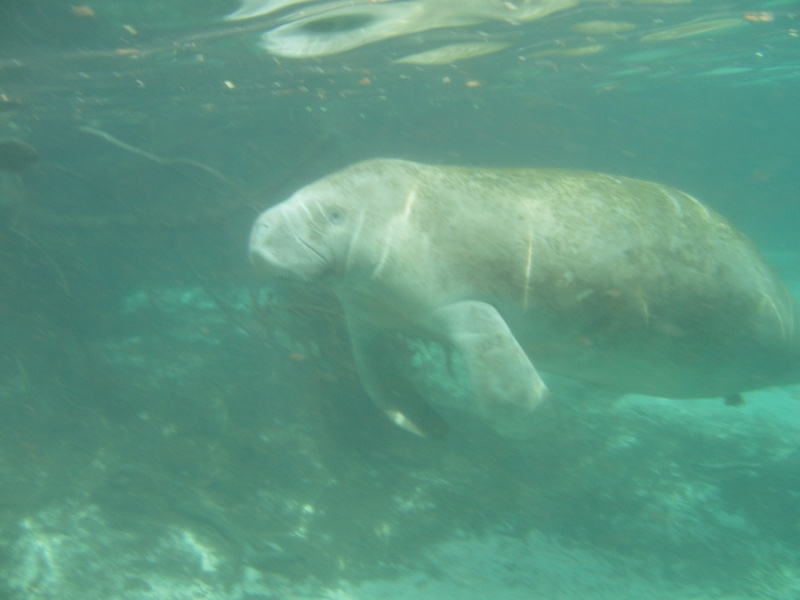 Manatee coming over to say hi