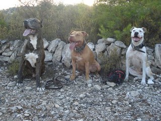 Bongo, Tete, Maluka y Tara