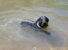 TORETE EN EL AGUA