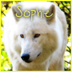 Sophie