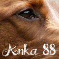 Anka 88