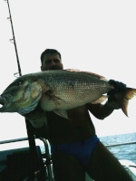 Snapper