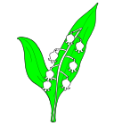 Muguet