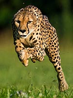 ghepardo