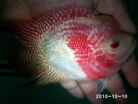 flowerhorn bonsai fade