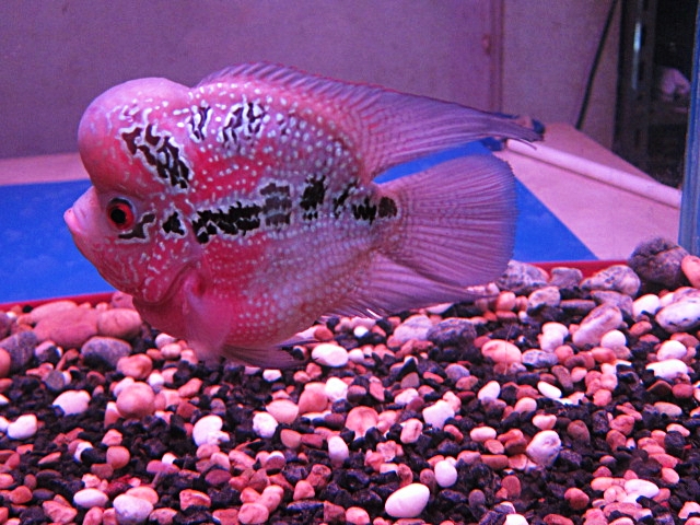 flowerhorn short body big kok red dragon