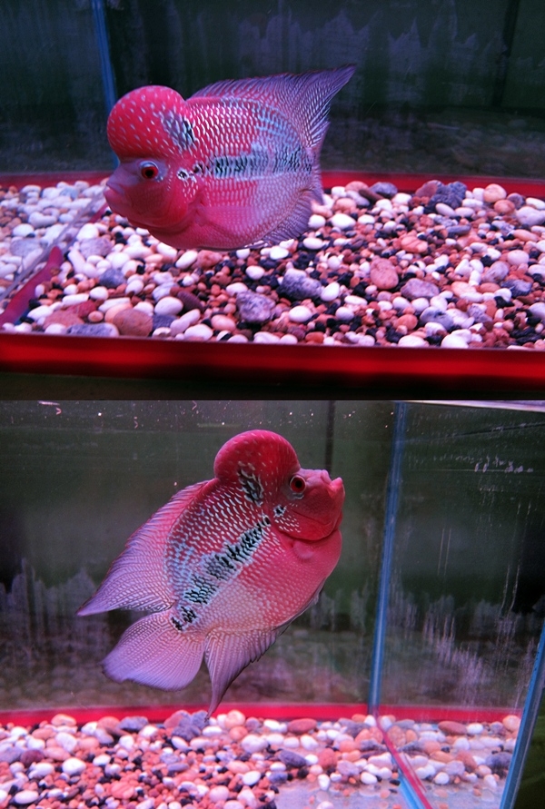 flowerhorn short body big kok super red dragon