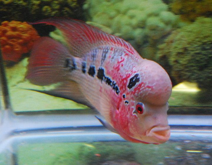 flowerhorn red dragon