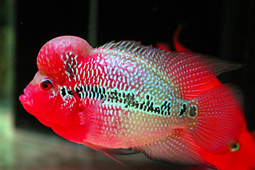 fwflowerhorn1278093312