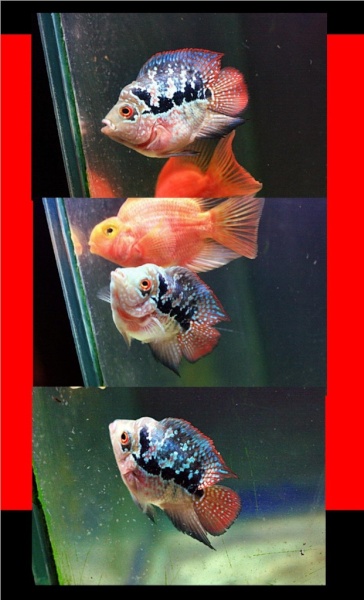 flowerhorn kamfa 2 line shotbody red