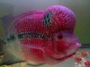 floflowerhorn wer super red red dragon