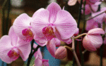 orchidea76