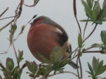 l'oiseau boule