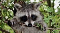 RACCOON/ Yvain