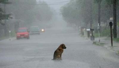 No los abandones