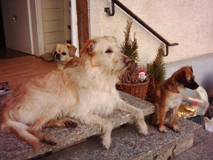 Lara, en su nuevo hogar con sus hermanitos perrunos