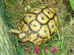 TORTUE33