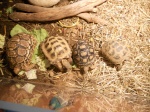 lafamilletortue