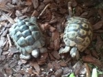 romane-tortues