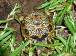 tortue radiata 974