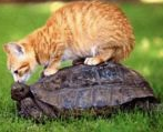 franklin_la_tortue