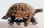 Tortuga95