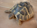 ma tortue