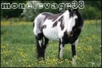 monelevage38